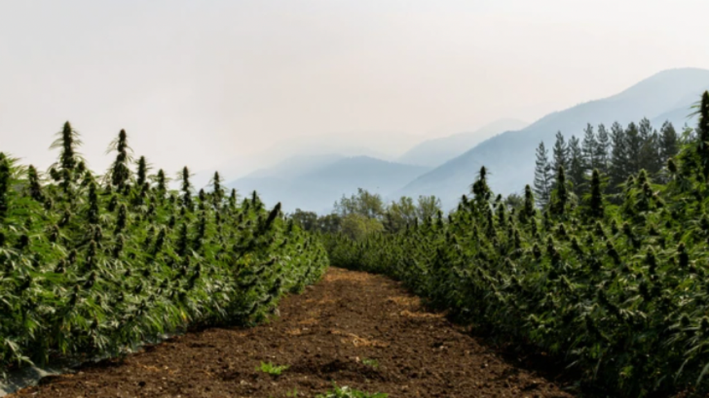 How To Harvest Cannabis