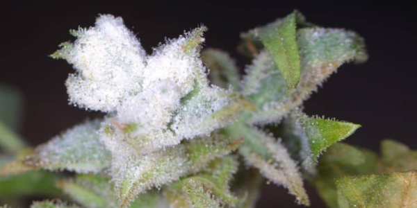 Importance of Identifying and Preventing Mold Growth on Cannabis Plant. 